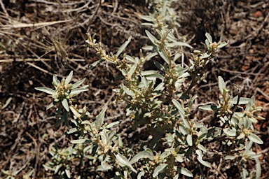 APII jpeg image of Atriplex leptocarpa  © contact APII