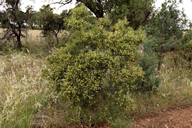 APII jpeg image of Acacia oswaldii  © contact APII