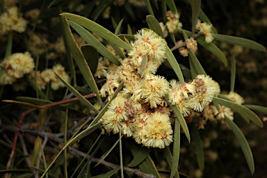 APII jpeg image of Acacia oswaldii  © contact APII