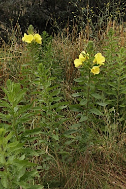 APII jpeg image of Oenothera glazioviana  © contact APII