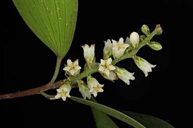 APII jpeg image of Trochocarpa bellendenkerensis  © contact APII