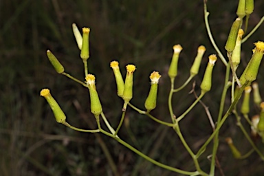 APII jpeg image of Senecio quadridentatus  © contact APII