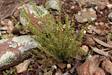 APII jpeg image of Galium gaudichaudii subsp. gaudichaudii  © contact APII