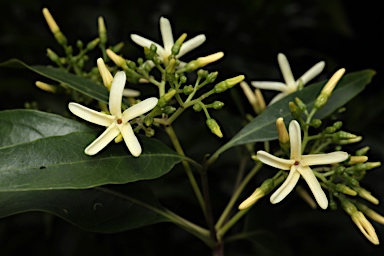 APII jpeg image of Alstonia constricta  © contact APII