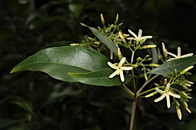 APII jpeg image of Alstonia constricta  © contact APII