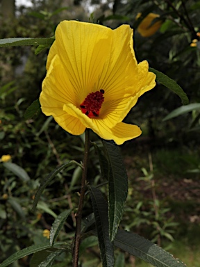 APII jpeg image of Hibiscus divaricatus subsp. luteus  © contact APII