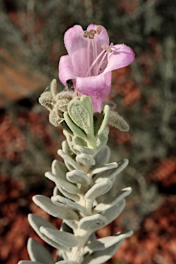 APII jpeg image of Eremophila punicea  © contact APII