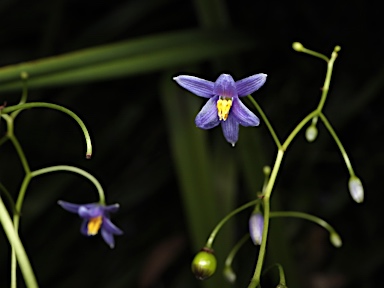 APII jpeg image of Dianella brevipedunculata  © contact APII