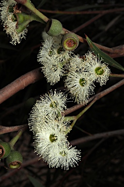 APII jpeg image of Eucalyptus cunninghamii  © contact APII