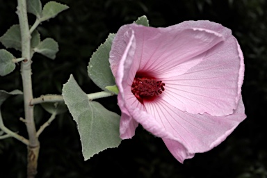 APII jpeg image of Hibiscus brennanii  © contact APII