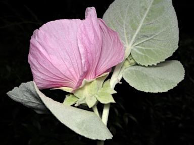 APII jpeg image of Hibiscus brennanii  © contact APII