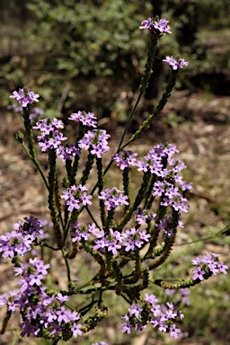 APII jpeg image of Verbena quadrangularis  © contact APII