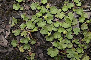 APII jpeg image of Hydrocotyle algida  © contact APII