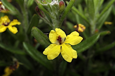 APII jpeg image of Goodenia heterophylla subsp. montana  © contact APII