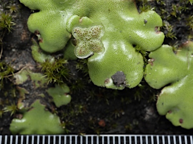 APII jpeg image of Marchantia berteroana  © contact APII