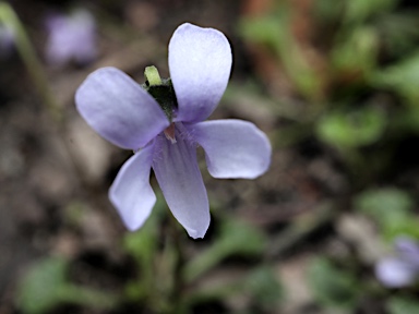 APII jpeg image of Viola silicestris  © contact APII