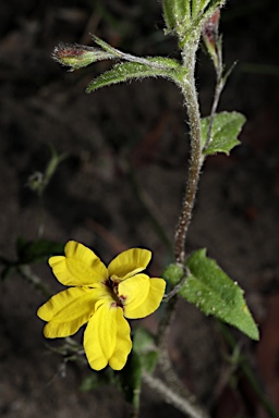 APII jpeg image of Goodenia heterophylla subsp. eglandulosa  © contact APII