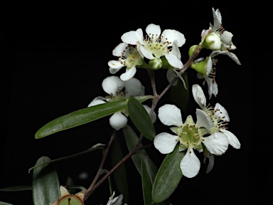 APII jpeg image of Leptospermum luehmannii  © contact APII