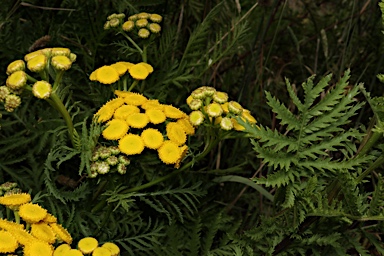 APII jpeg image of Tanacetum vulgare  © contact APII