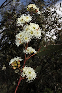 APII jpeg image of Eucalyptus petraea  © contact APII