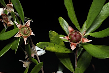 APII jpeg image of Leptospermum deuense  © contact APII