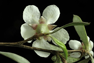 APII jpeg image of Leptospermum deuense  © contact APII