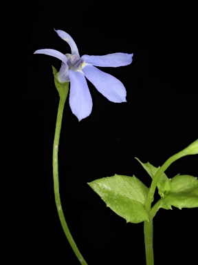 APII jpeg image of Lobelia quadrangularis  © contact APII