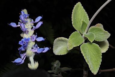 APII jpeg image of Plectranthus  © contact APII