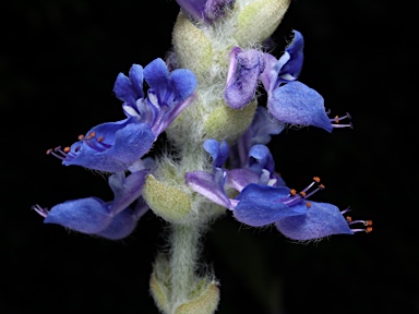 APII jpeg image of Plectranthus  © contact APII