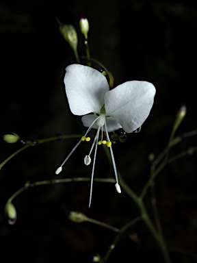 APII jpeg image of Aneilema acuminatum  © contact APII