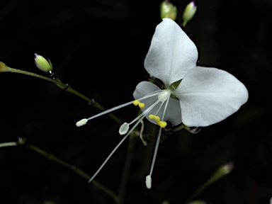 APII jpeg image of Aneilema acuminatum  © contact APII