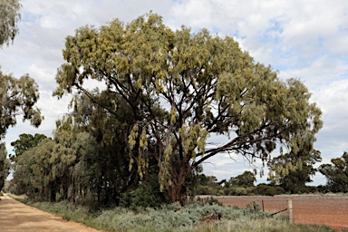 APII jpeg image of Acacia pendula  © contact APII