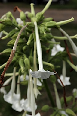 APII jpeg image of Nicotiana sylvestris  © contact APII