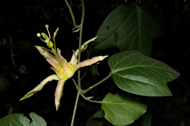 APII jpeg image of Passiflora herbertiana  © contact APII