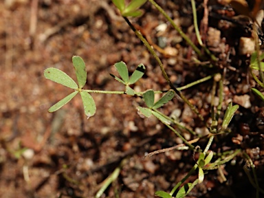 APII jpeg image of Marsilea costulifera  © contact APII