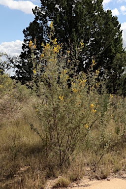 APII jpeg image of Acacia mollifolia  © contact APII