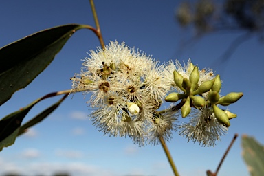 APII jpeg image of Eucalyptus microcarpa  © contact APII