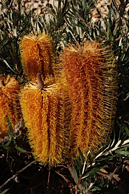 APII jpeg image of Banksia neoanglica  © contact APII