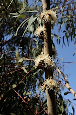 APII jpeg image of Eucalyptus wilcoxii  © contact APII