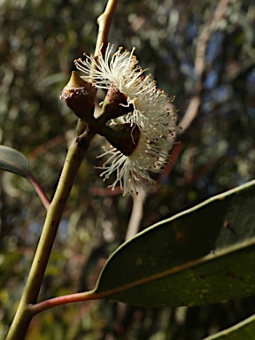 APII jpeg image of Eucalyptus wilcoxii  © contact APII