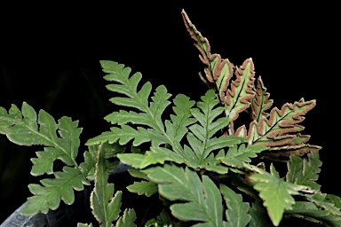 APII jpeg image of Doryopteris concolor  © contact APII