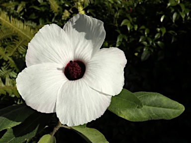 APII jpeg image of Hibiscus forsteri  © contact APII