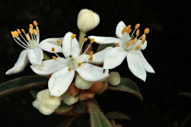 APII jpeg image of Asterolasia elegans  © contact APII