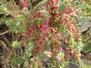 APII jpeg image of Euphorbia paralias  © contact APII