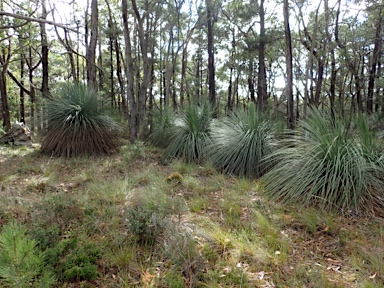 APII jpeg image of Xanthorrhoea semiplana subsp. tateana  © contact APII