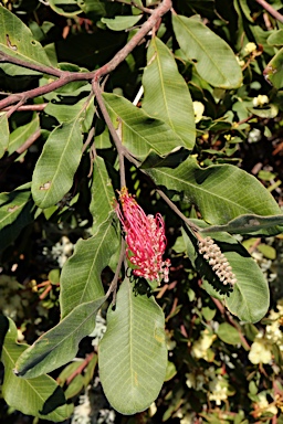 APII jpeg image of Grevillea barklyana  © contact APII