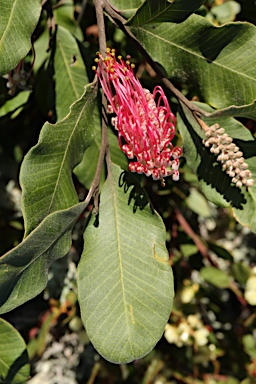 APII jpeg image of Grevillea barklyana  © contact APII