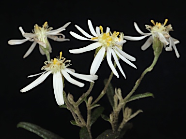 APII jpeg image of Olearia stenophylla  © contact APII