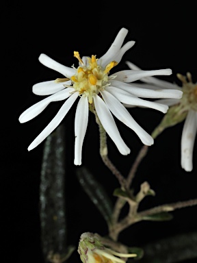 APII jpeg image of Olearia stenophylla  © contact APII