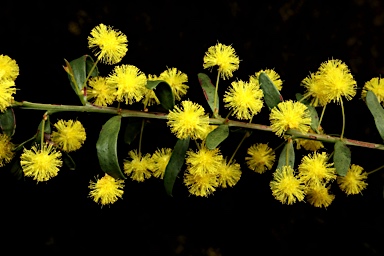 APII jpeg image of Acacia acinacea  © contact APII